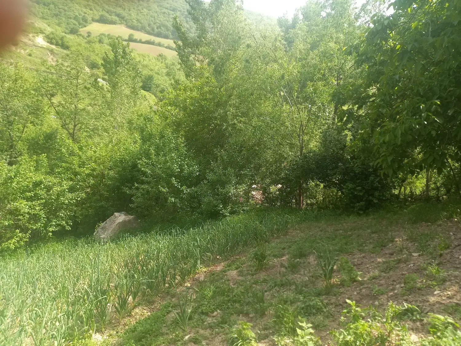 زمین باغ