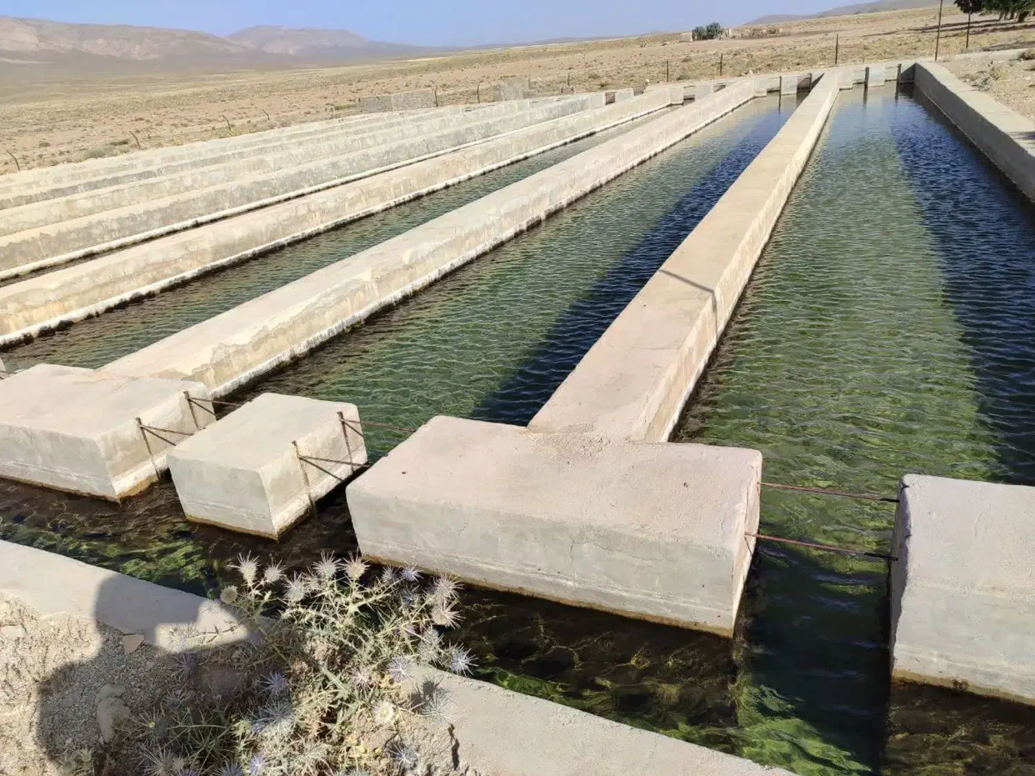 مزرعه سبز دشت