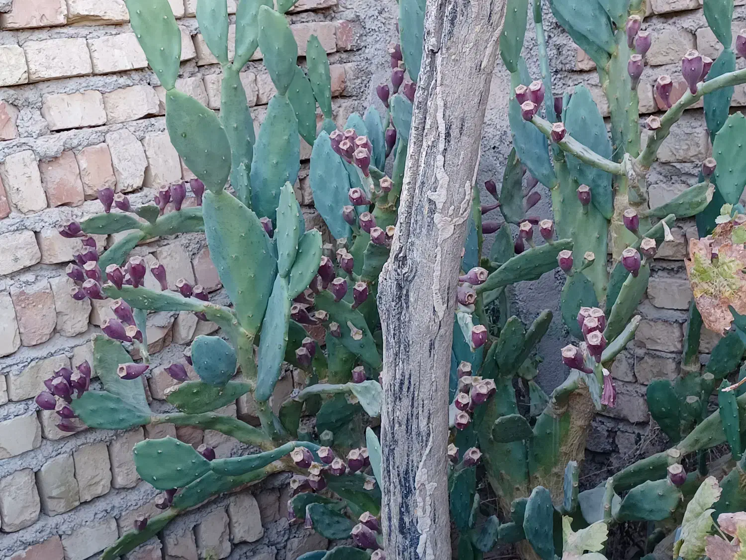 باغ