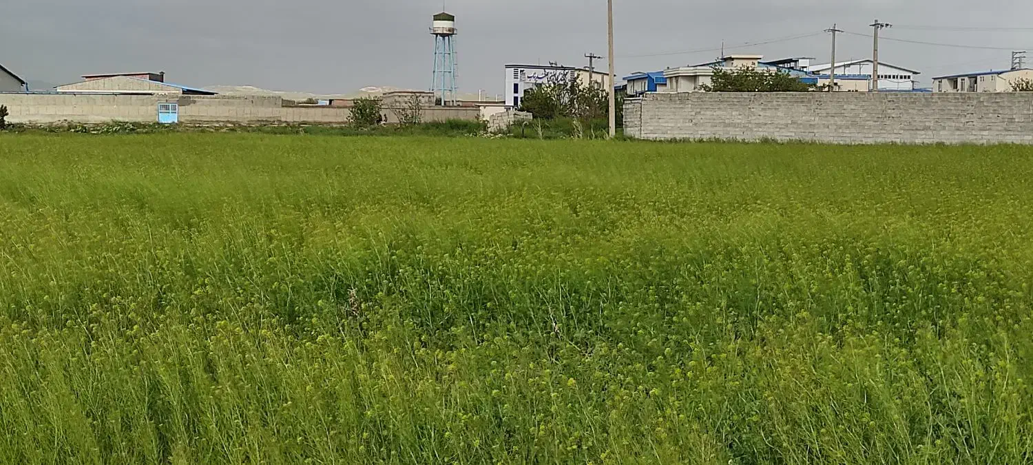 زمین زراعی