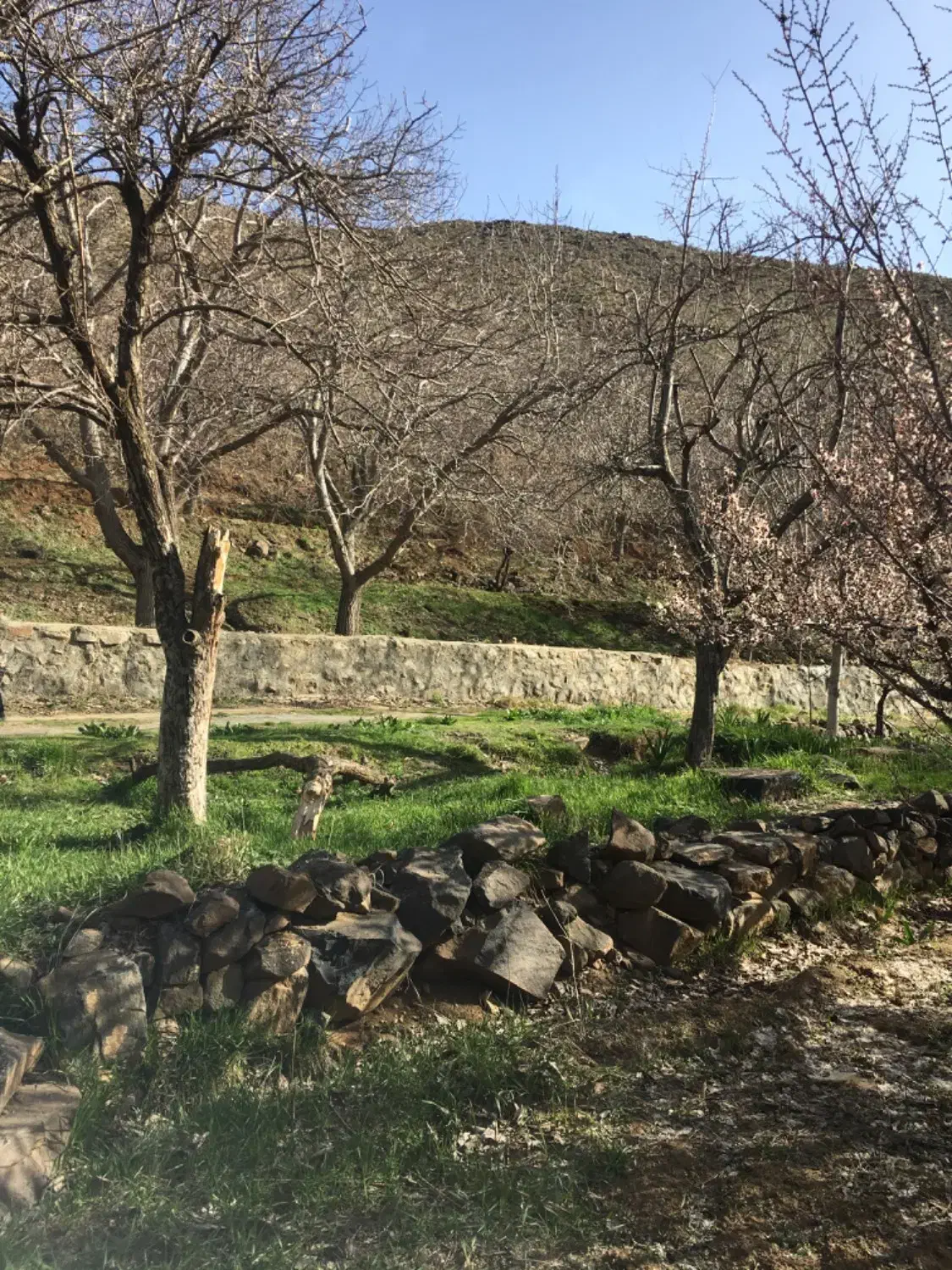 باغ گردو سد سرابی
