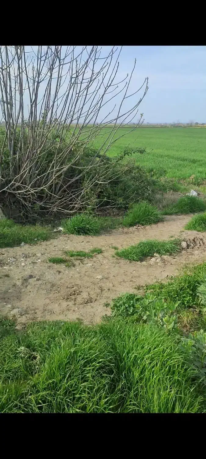 زمین کشاورزی