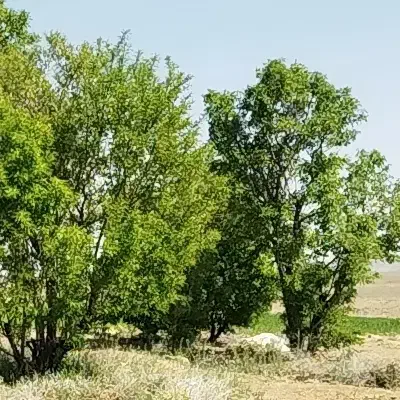 زمین کشاورزی