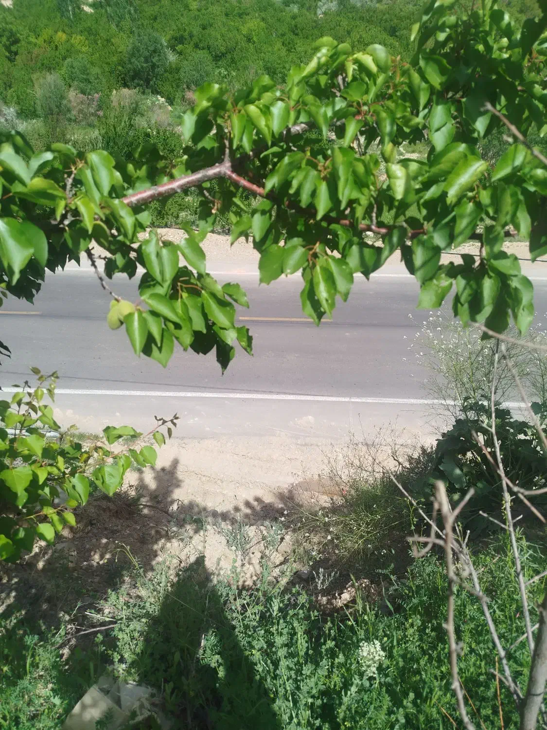 زمین کشاورزی