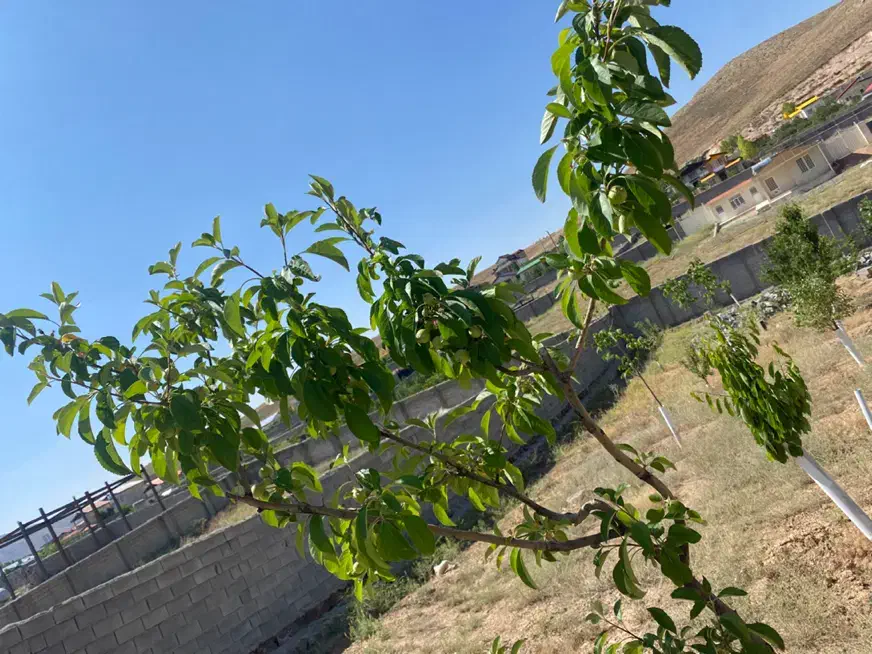 زمین ۱۰۰۰ متری سند تک برگ