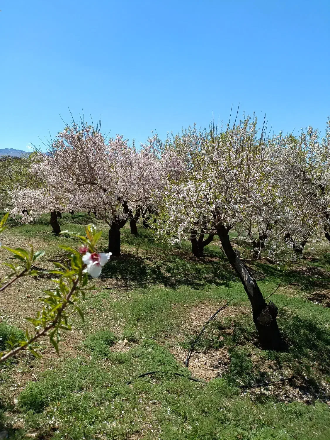 زمین کشاورزی باسند رسمی