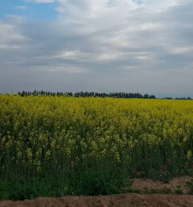 زمین کشاورزی آبی