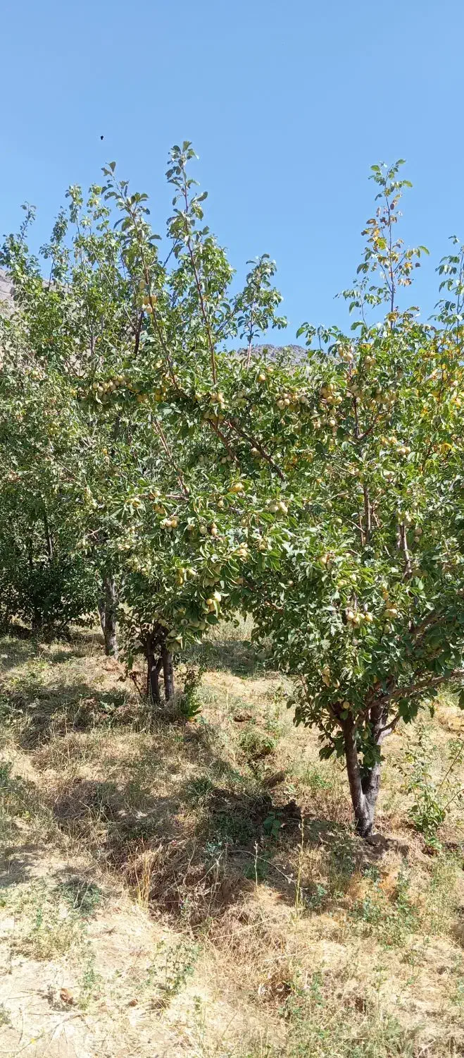 زمین باغی وهنان