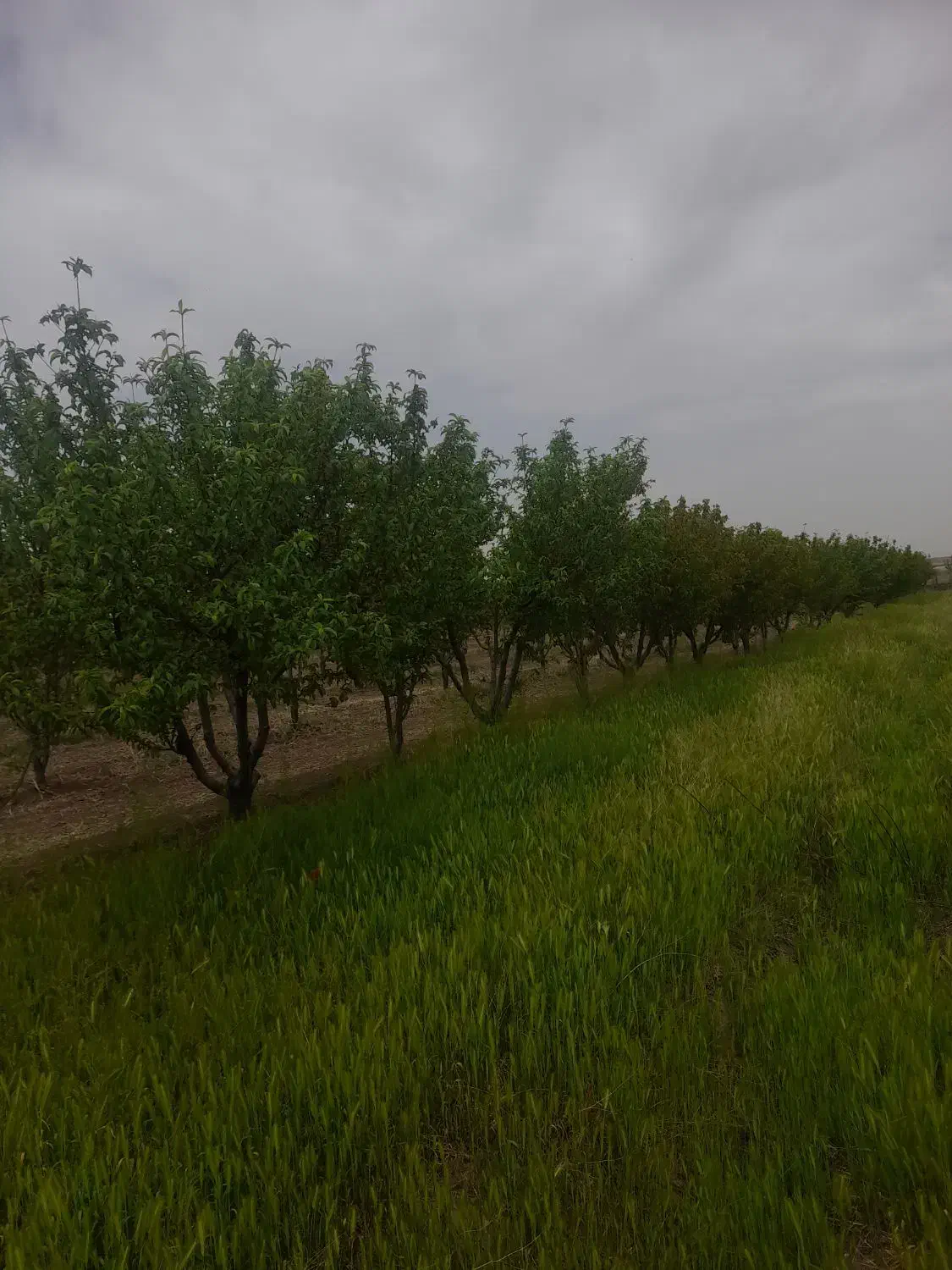 ۸۵۰۰ متر باغ گلابی درگزی درجه ۱ .