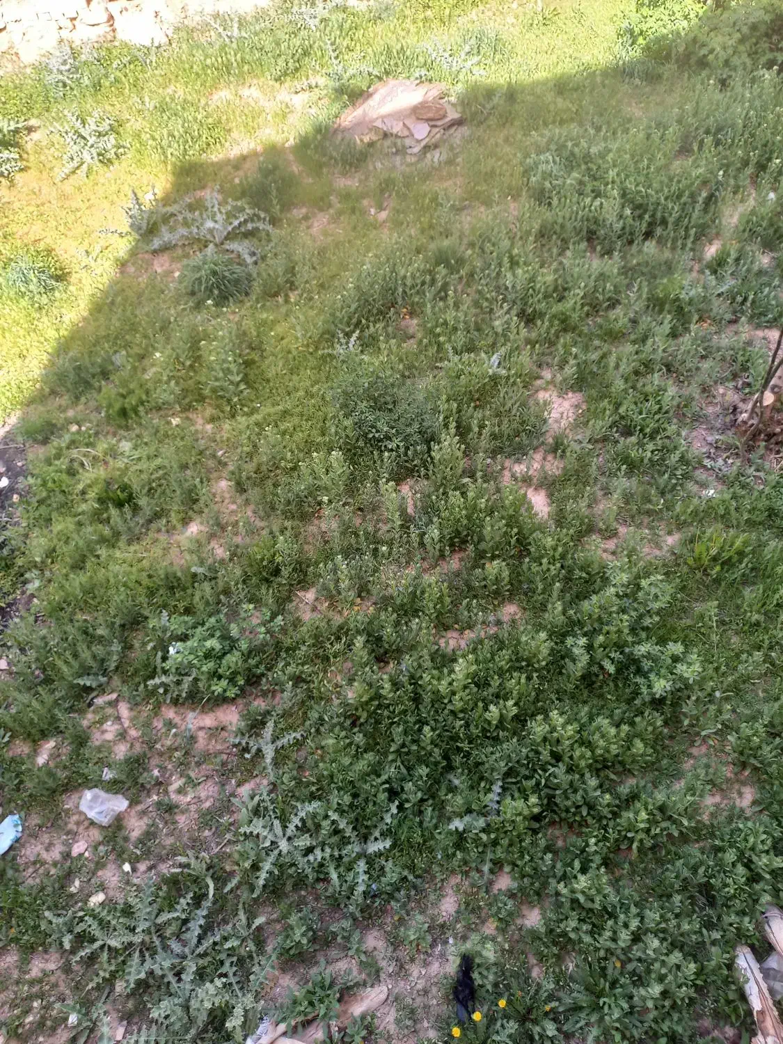 زمین کشاورزی