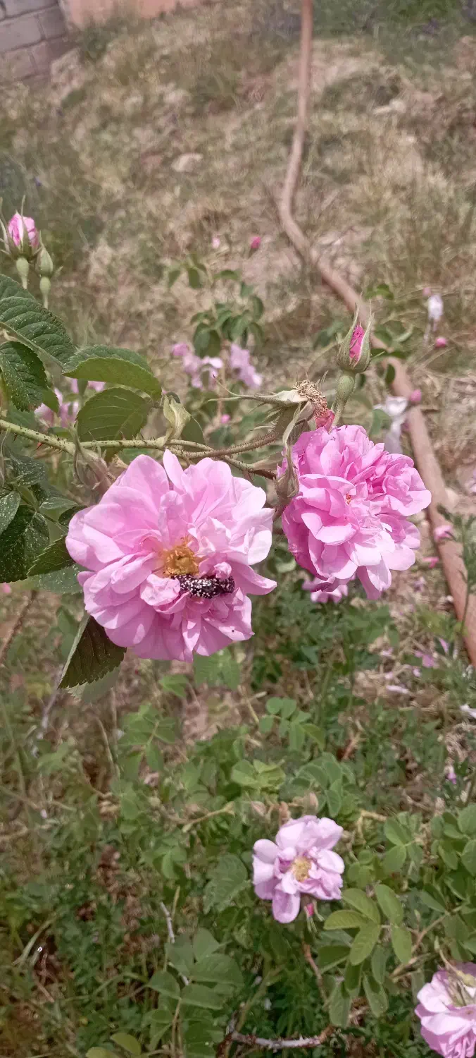 زمین باغی ماهان