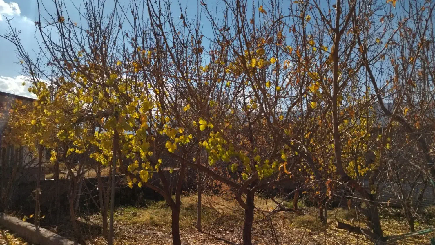 ویلا کوهپایه