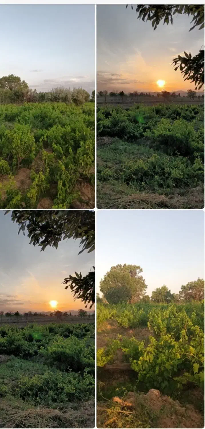 باغ انگور در سنگ زمین