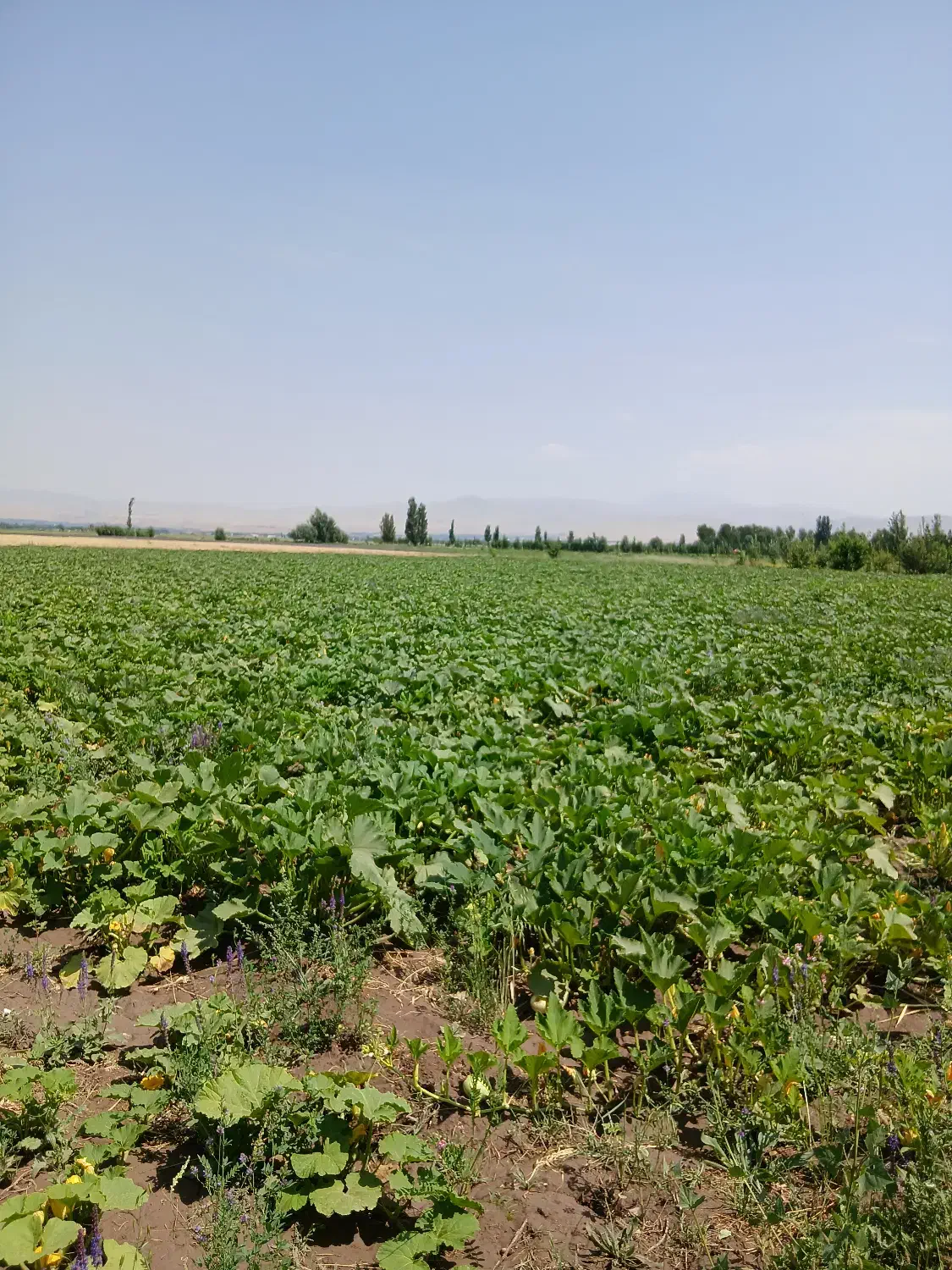 فروش زمین مسکونی روستای بیجند