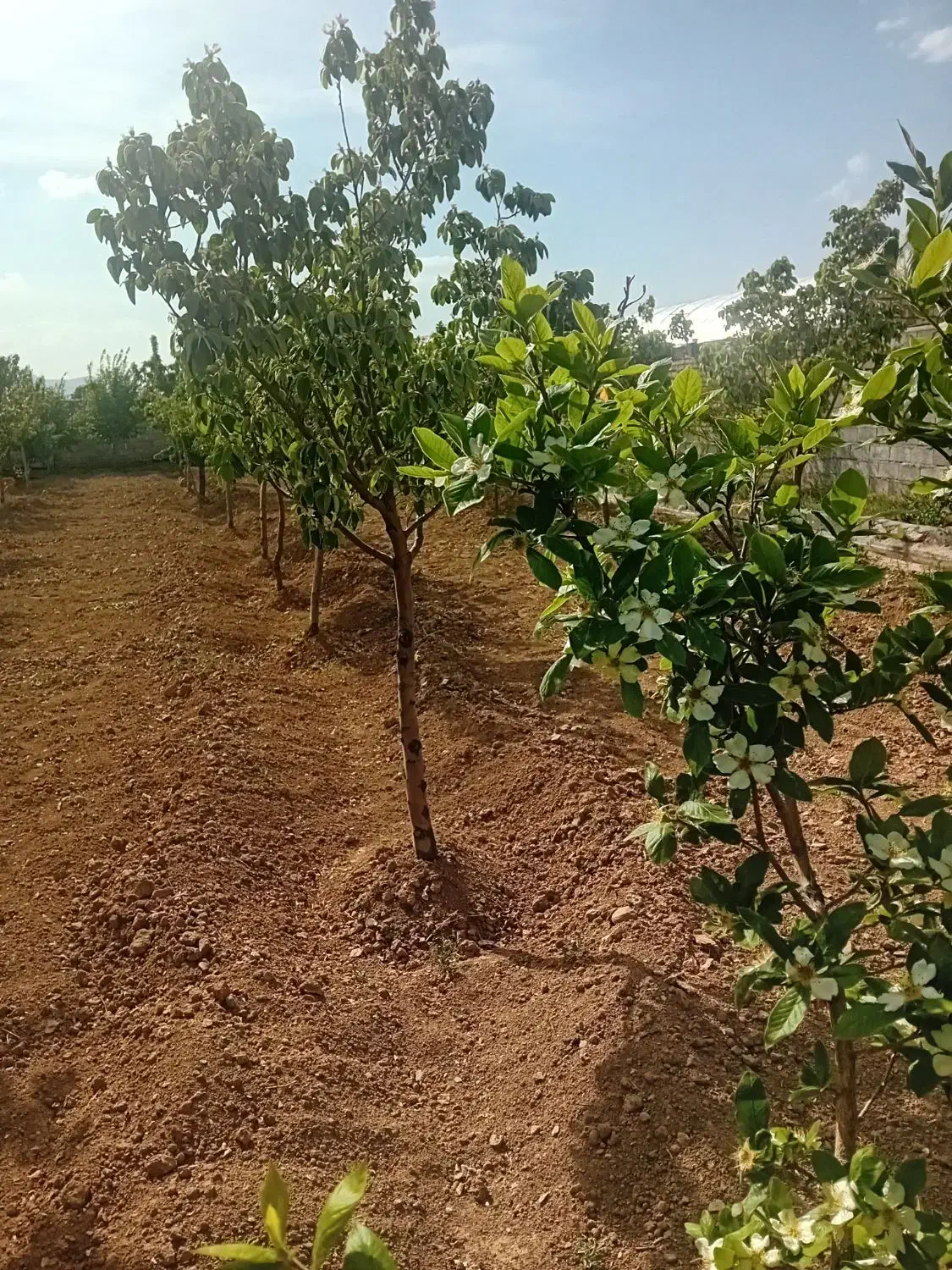 باغ ساروق