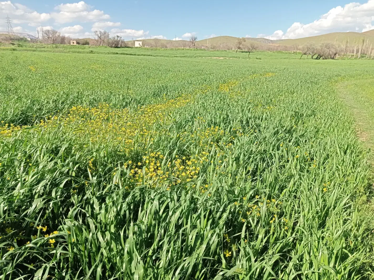 باغ جهت خرید با کلیه امکانات