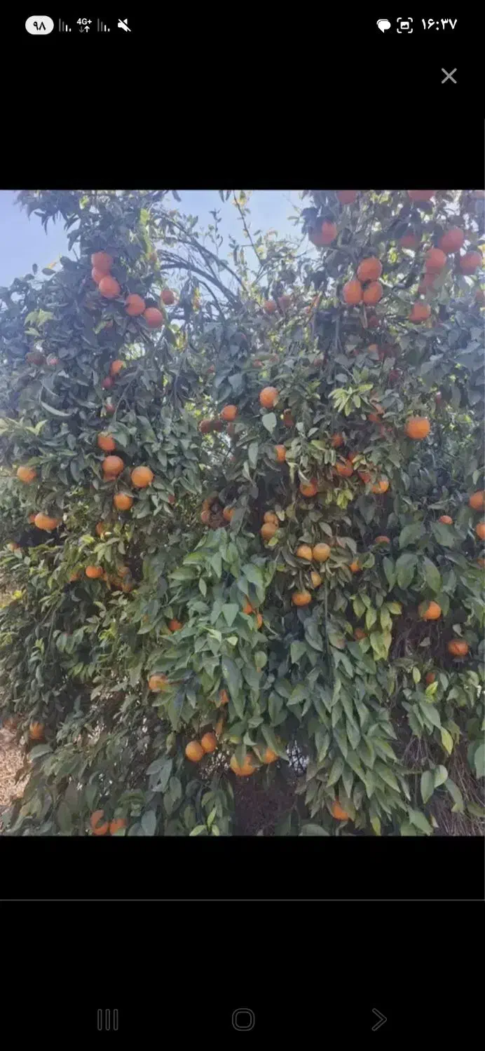 فروش زمین باغشهری سیخ دارنگون 2800متری