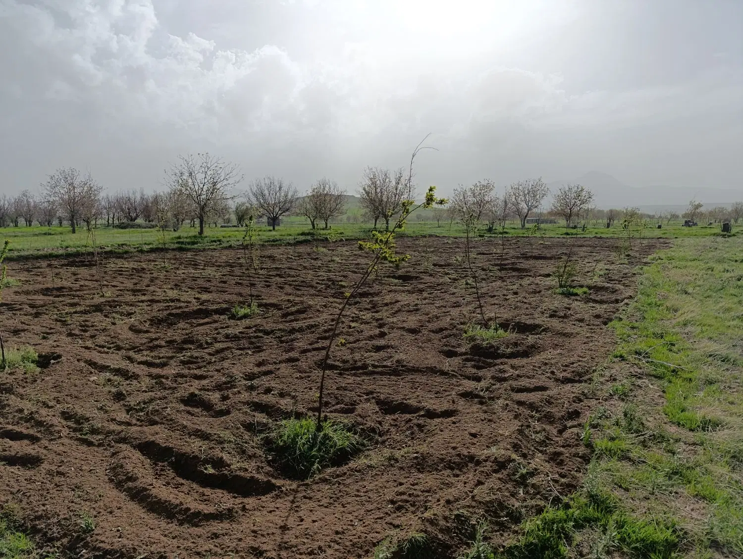 باغ میوه با سهمیه آب از چاه مجوز دار (سیمین)
