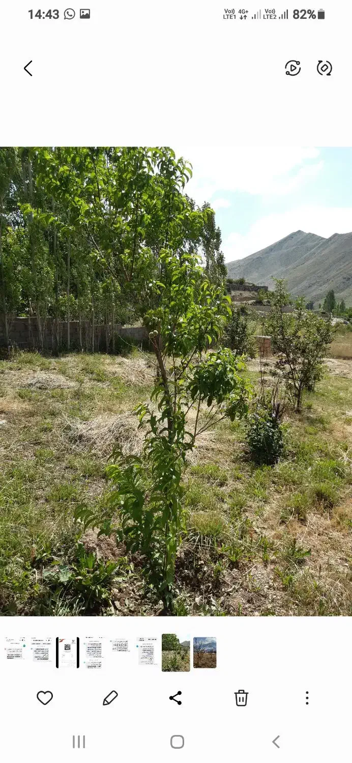 زمین ۱۷۵۰ متری لزور