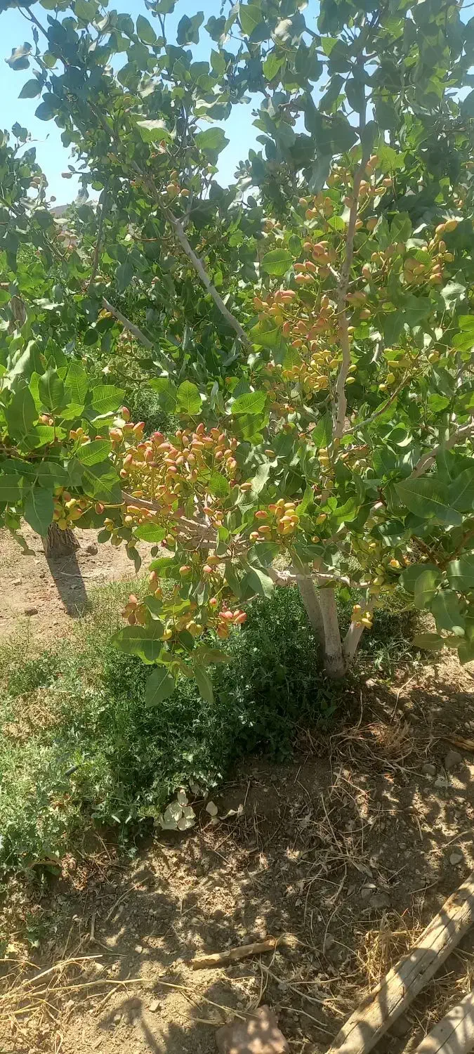 فروش باغ پسته در خانقاه اذرشهر