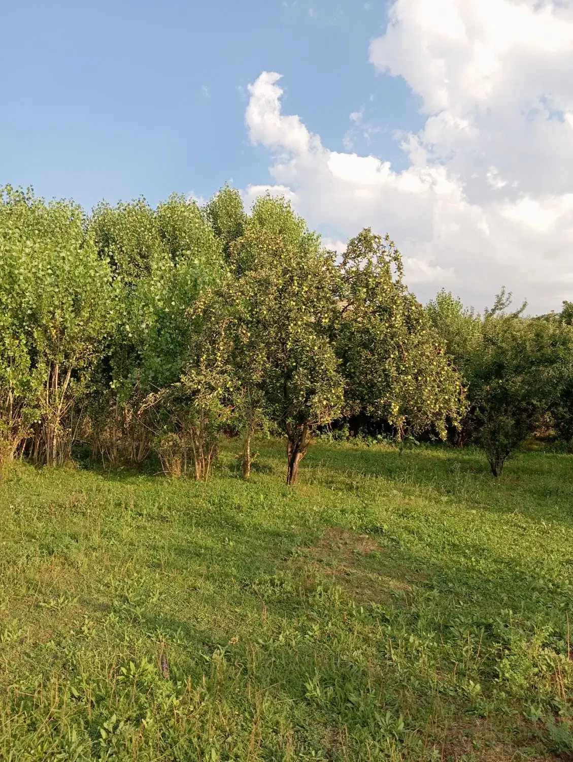 فروش باغ در روستایی در سراب