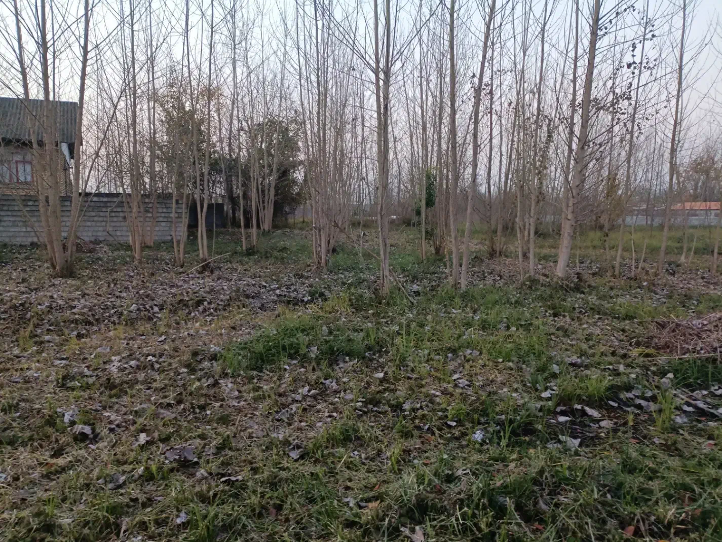فروش زمین باغی