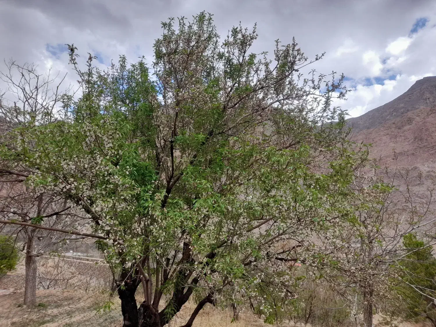 فروش باغ و خانه باغ شخصی