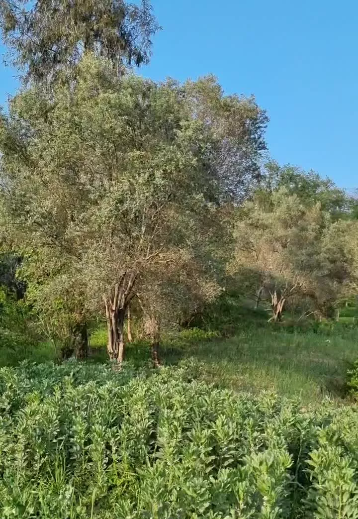 زمین باغی