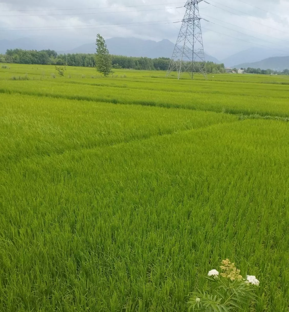 اجاره روزانه سوئیت چوبی سنتی در ماسال