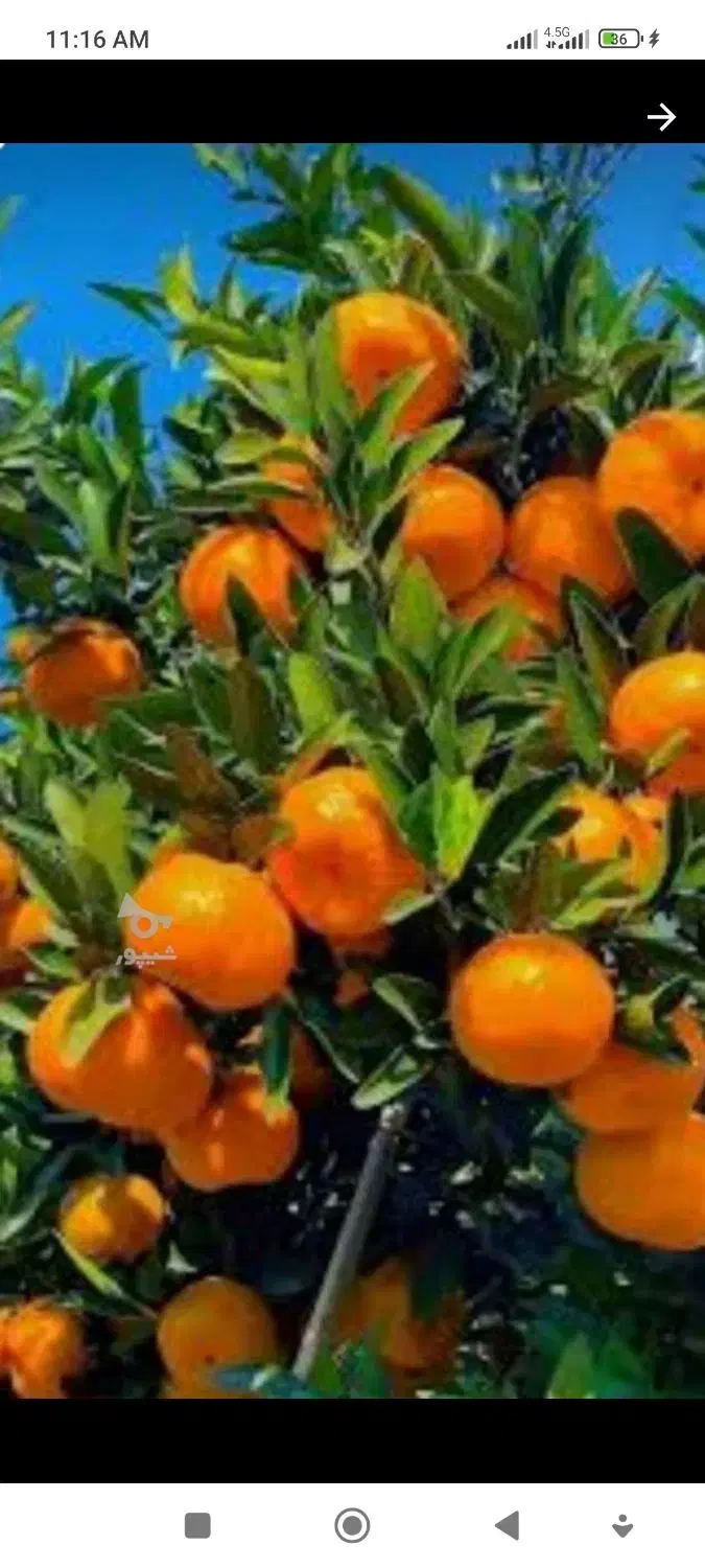 ۸۵۰ متر کاربری باغی در محدوده رضا محله . فوری