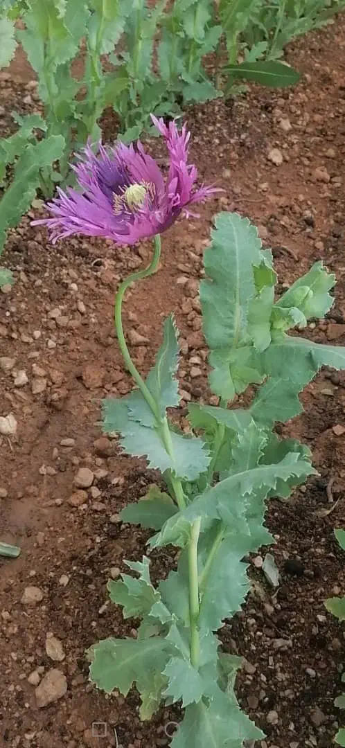 زمین باغشهری آبپرده با قیمت استثنایی