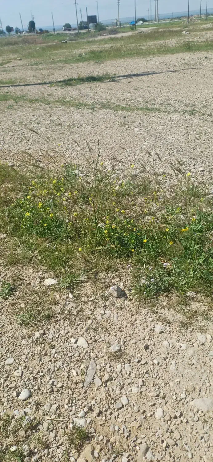 زمین نهضت ملی
