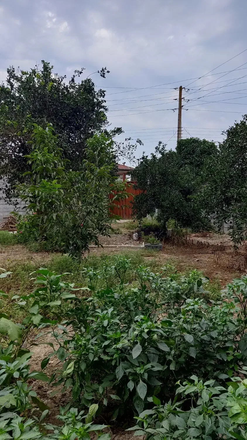 زمین مسکونی در ایسی کلا