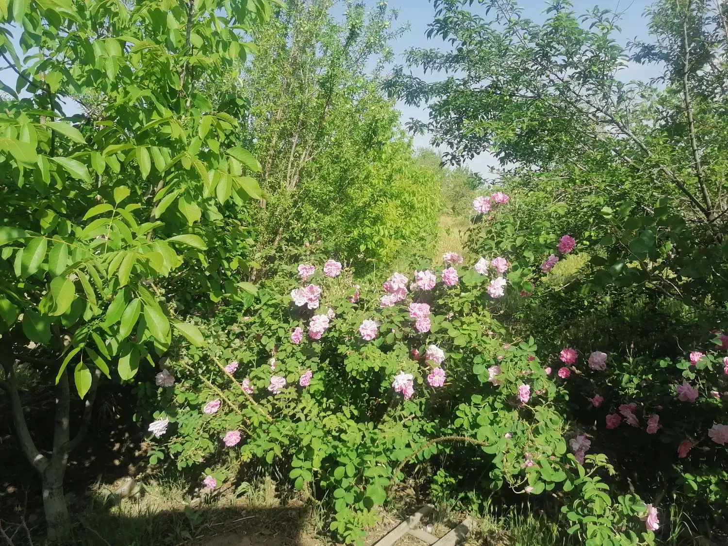 هفده هکتار زمین کشاورزی موجود در روستای حصاری