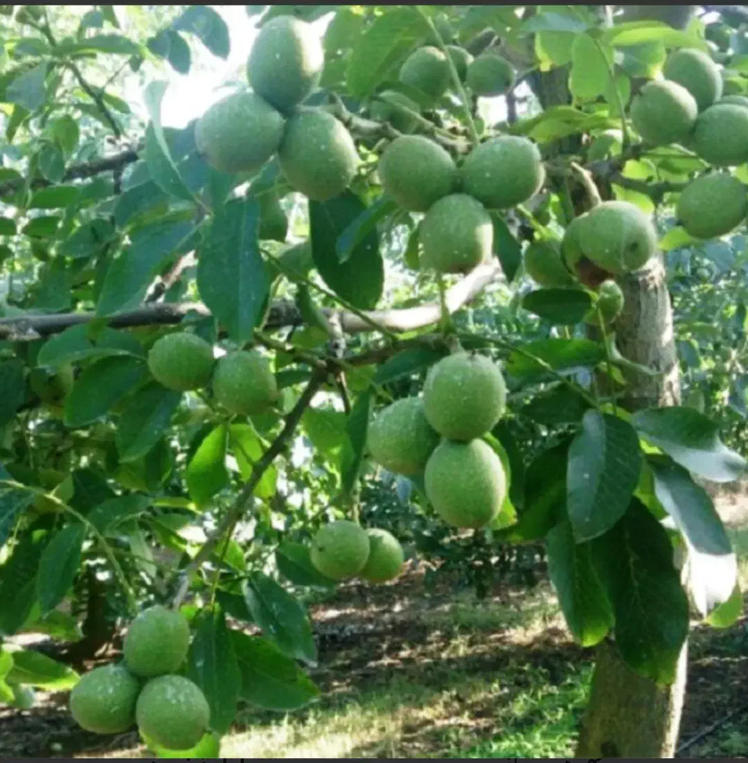 باغ پر ثمر و متراژ بزرگ در کامیاران . وندرنی علیا