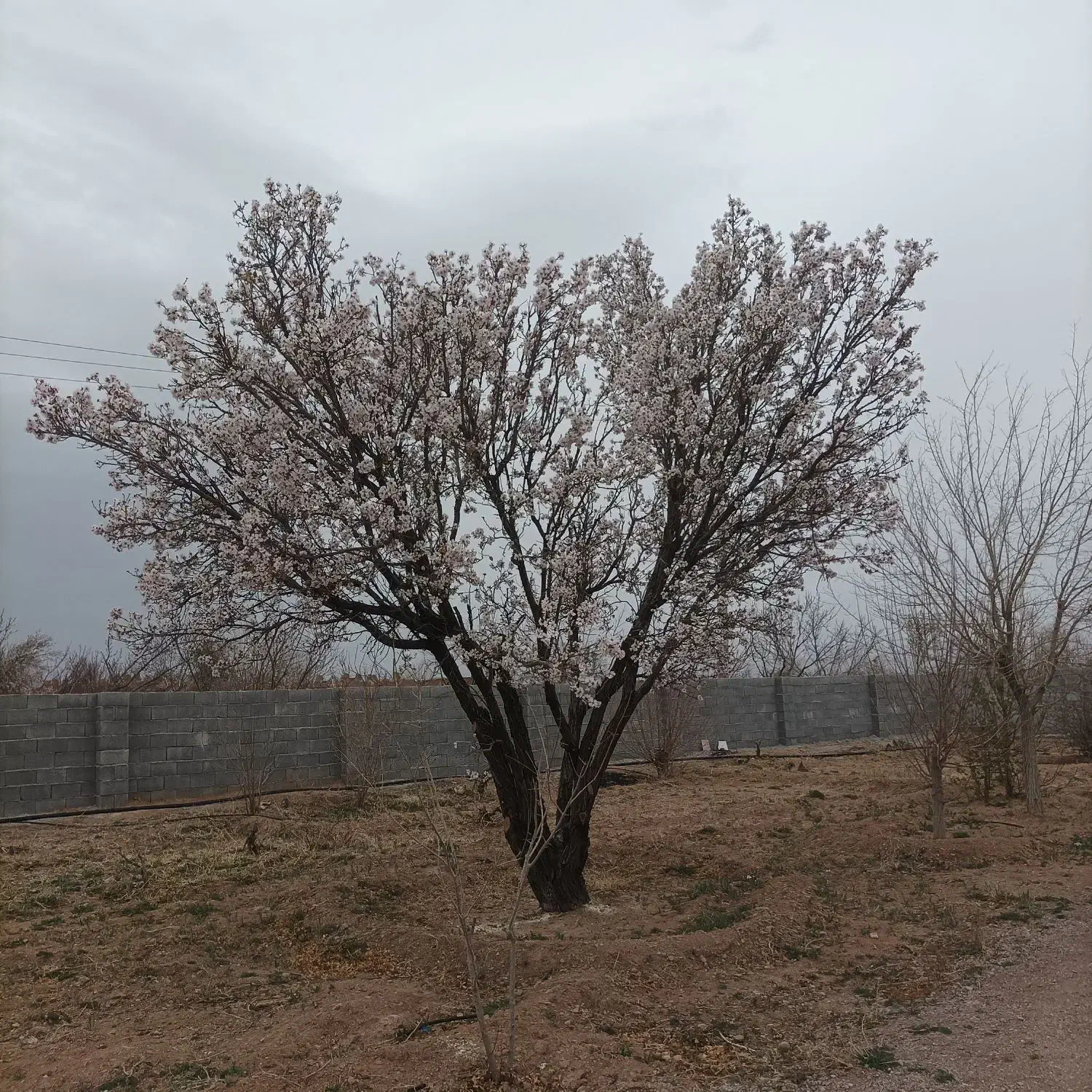 فروش باغ