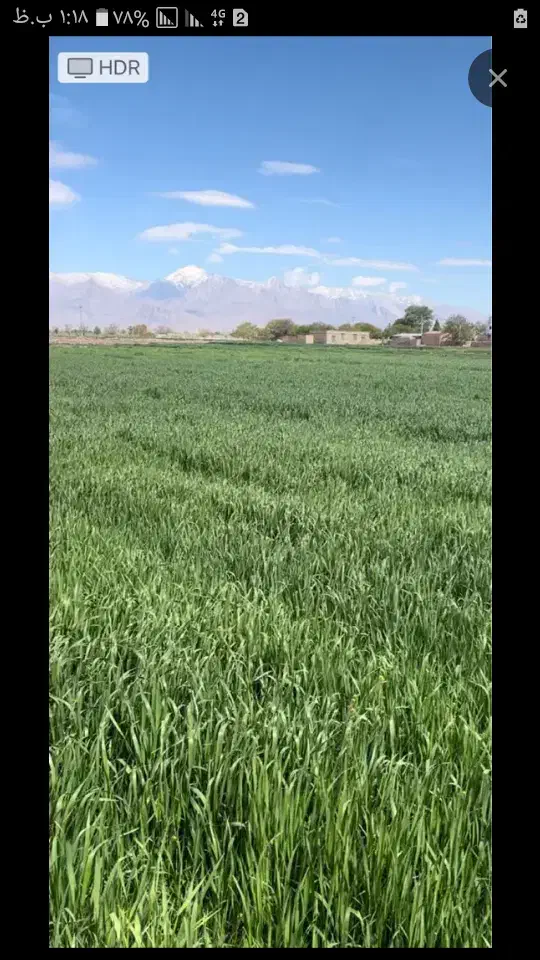 زمین گزگزاره سفلی