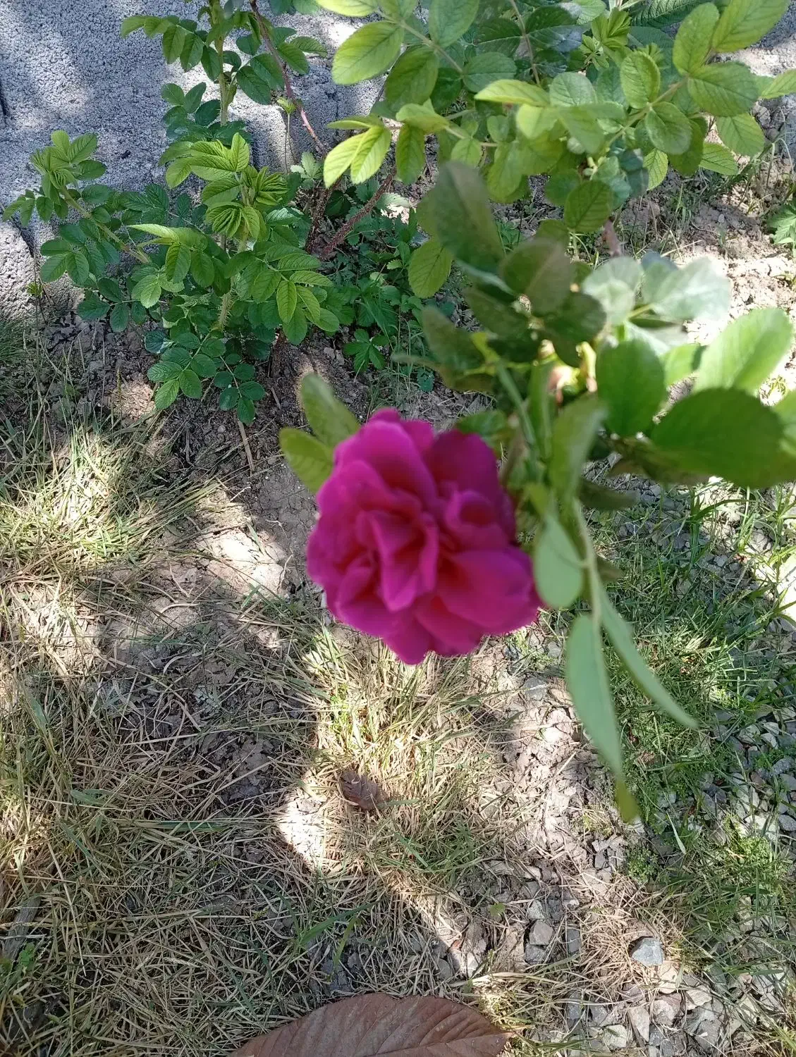 گلخانه همراه مسکونی