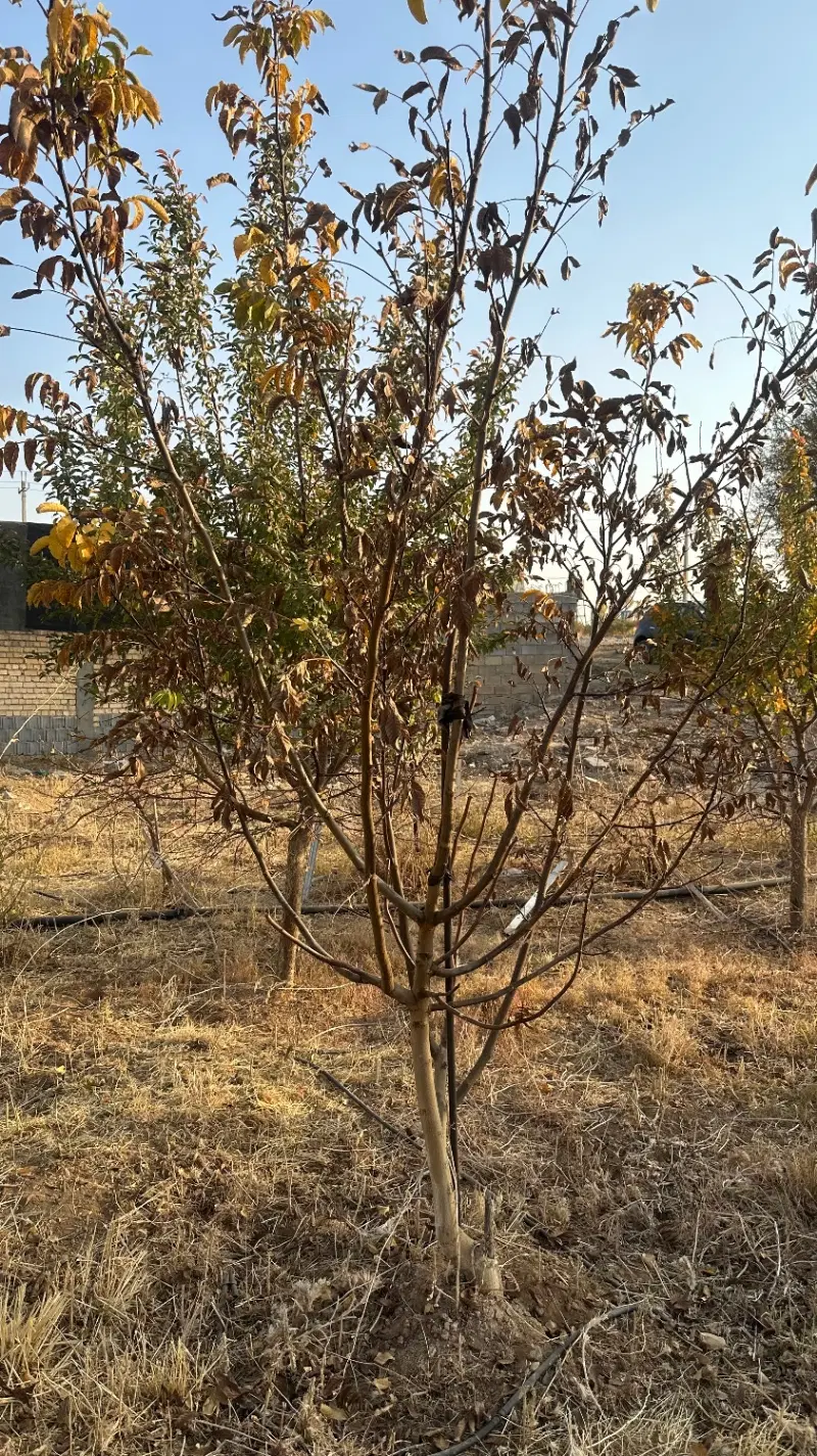 باغشهری