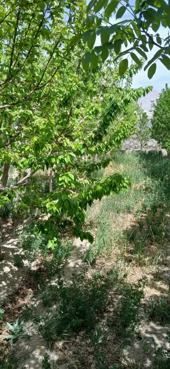 باغ میوه در فلاورجان