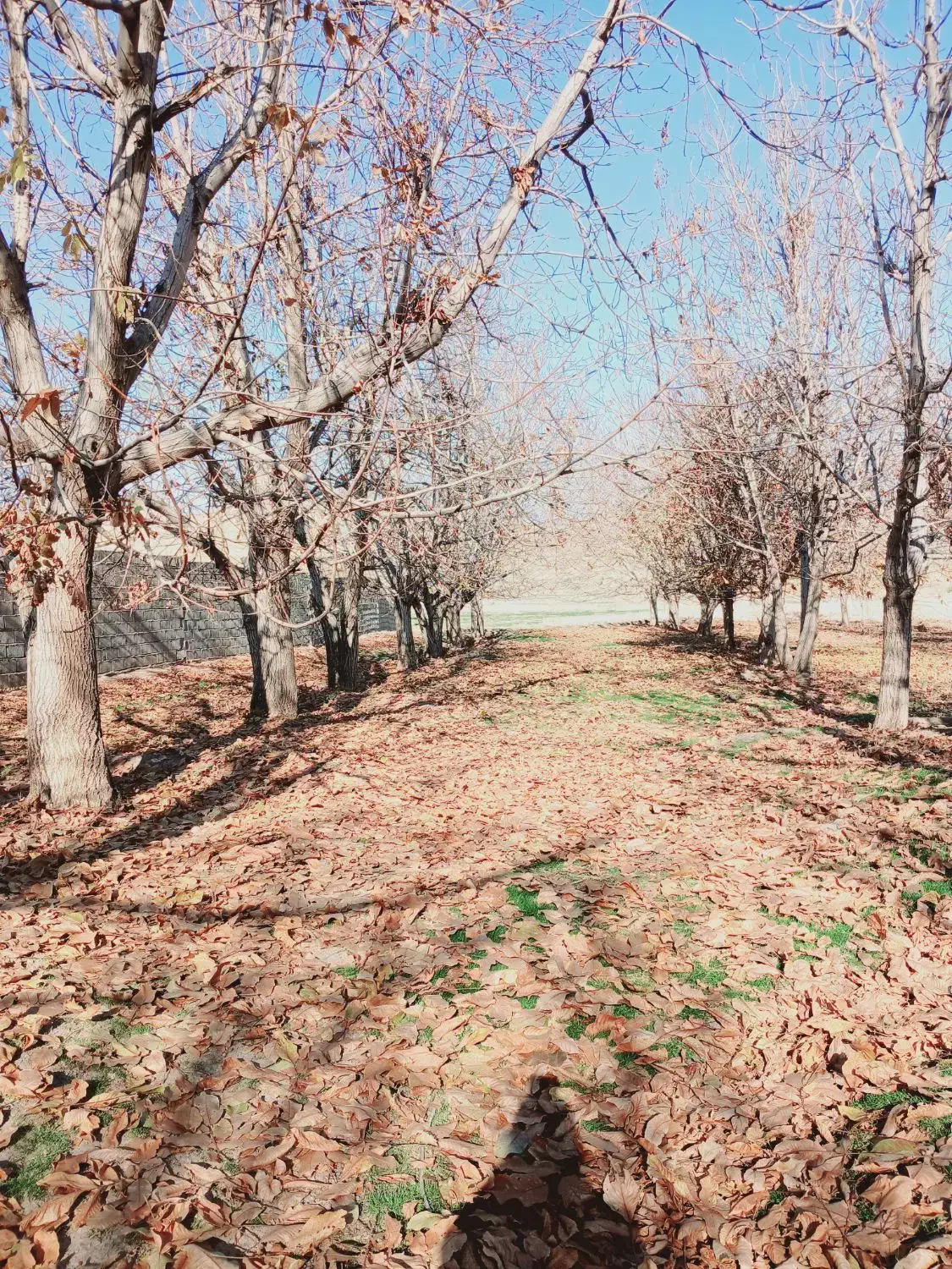 ۷هزارمتر زمین  غرقابی جهت کشت بهاره