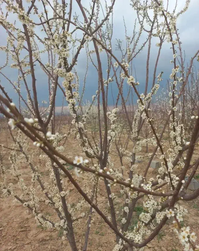 زمین 1000 متری مزروعی بخش ۷ چناران