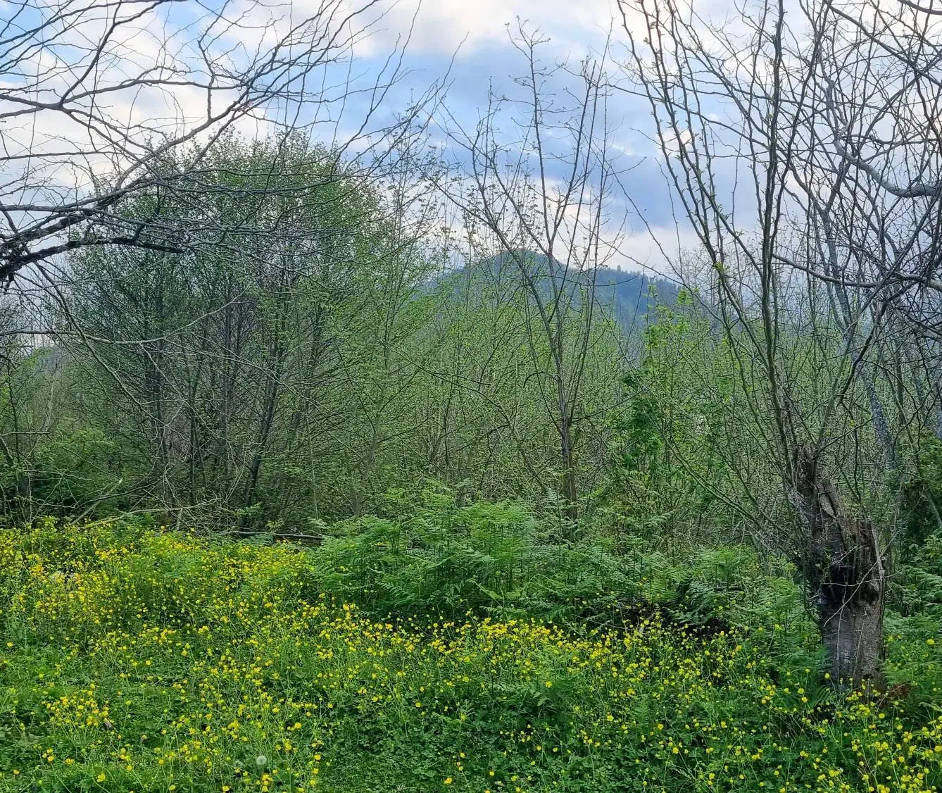 زمین مسکونی با مجوز ساخت بنیاد مسکن ۴۲۸ متر