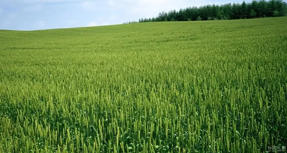 فروش زمین زراعی روستای حشمت‌آباد دورود