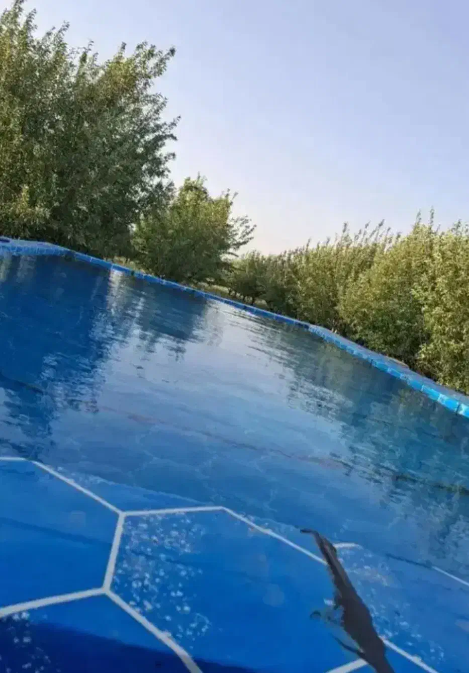 باغ انگوری ودرختی نمازگاه ارزان نزدیک به جاده اصلی