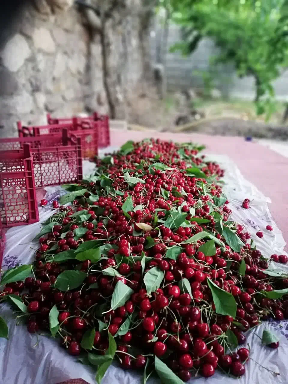 باغ اکازیون درشهرک گردشگری خور هشتگرد