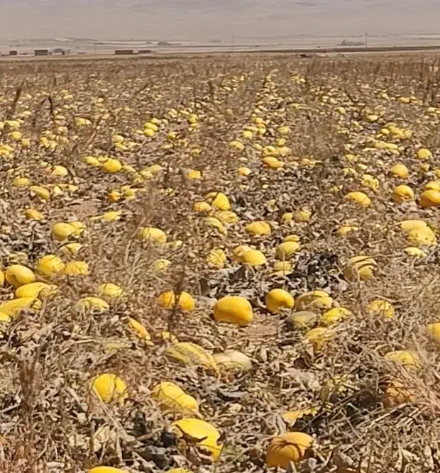 اجاره زمین کشاورزی