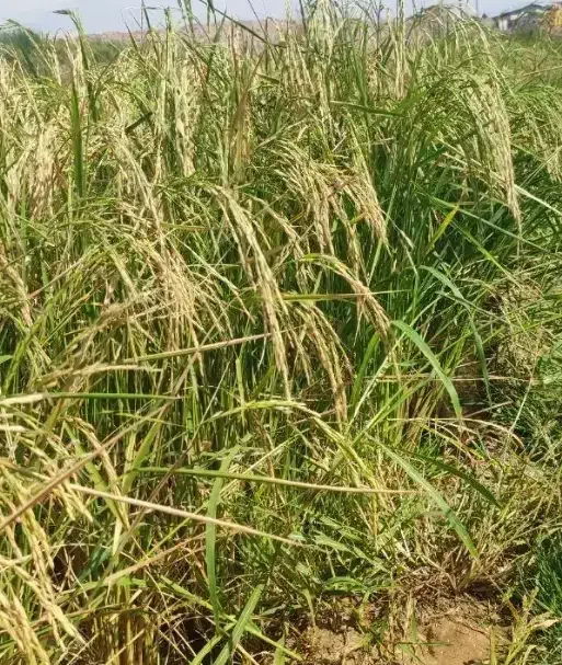 اجاره زمین برنج درحصار