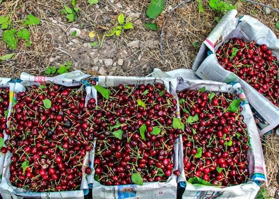باغ حدود 240متری اهنگرک