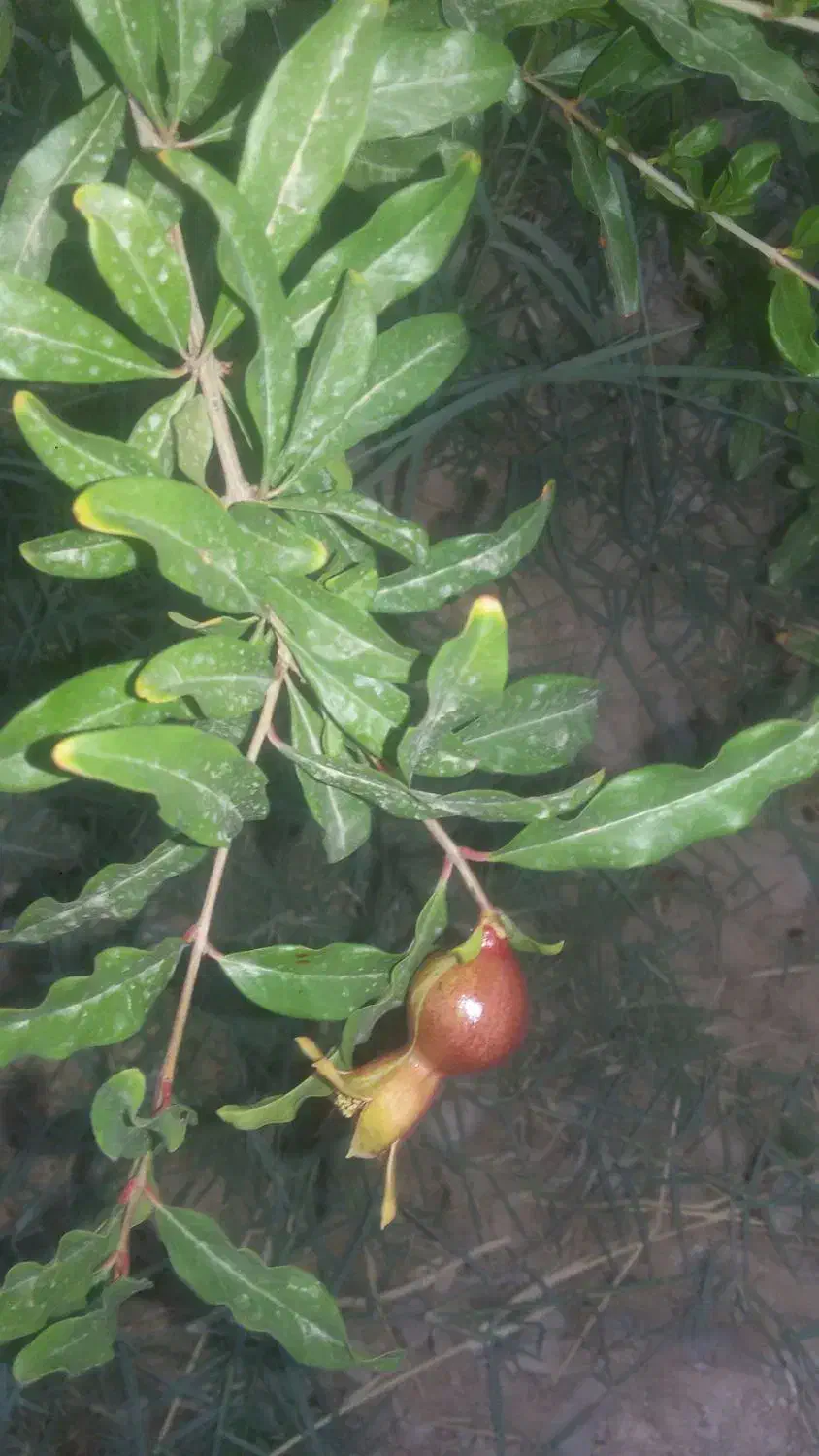 فروش زمین